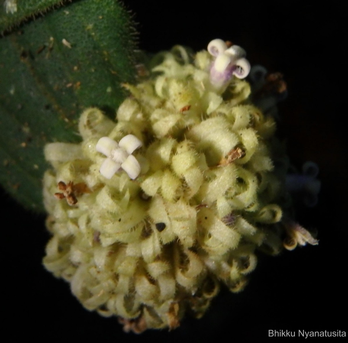 Hedyotis thwaitesii Hook.f.